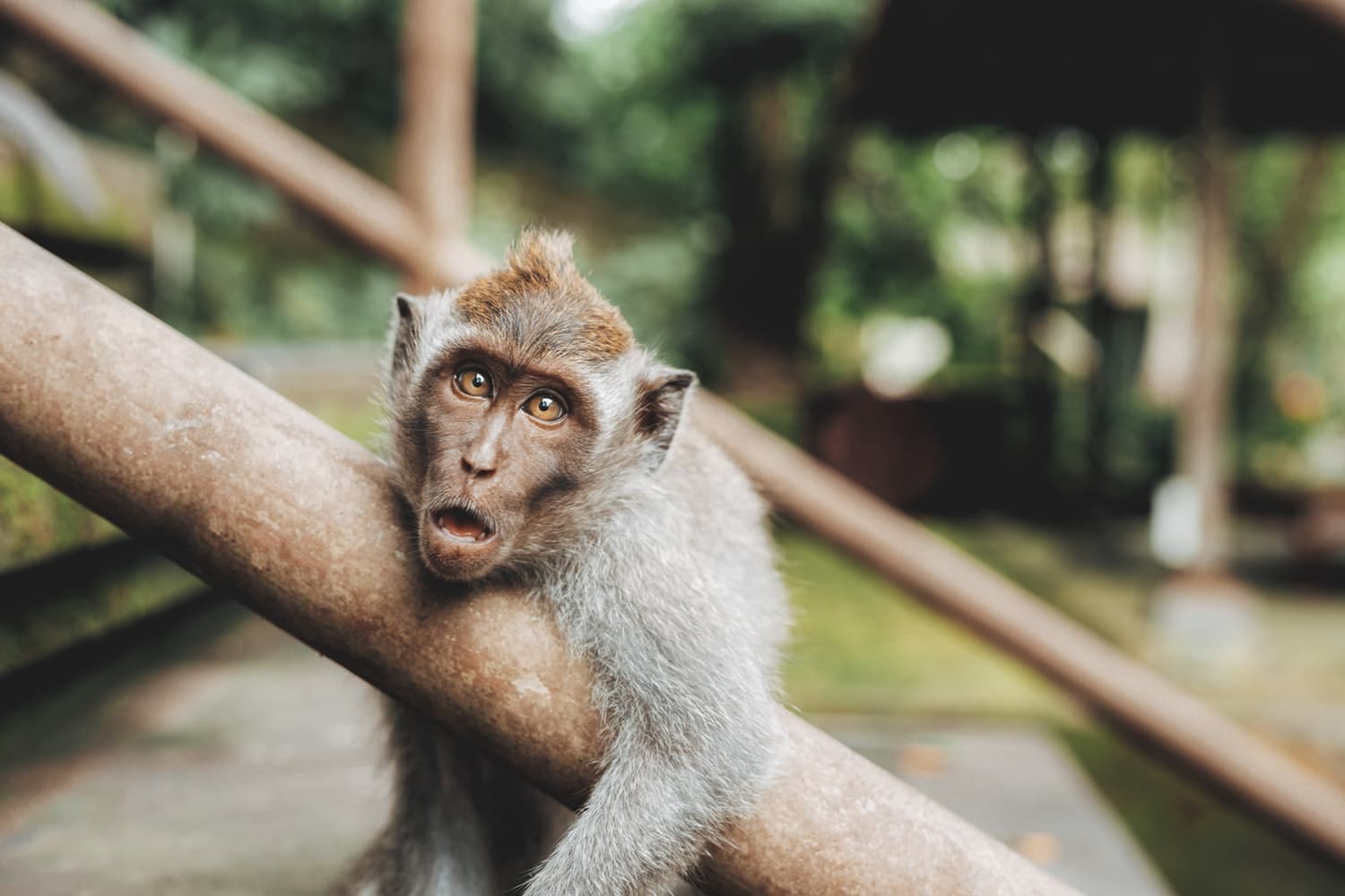 Ein Affe klammert sich an einem Treppengeländer fest. Er hat den Mund geöffnet und sieht erstaunt aus