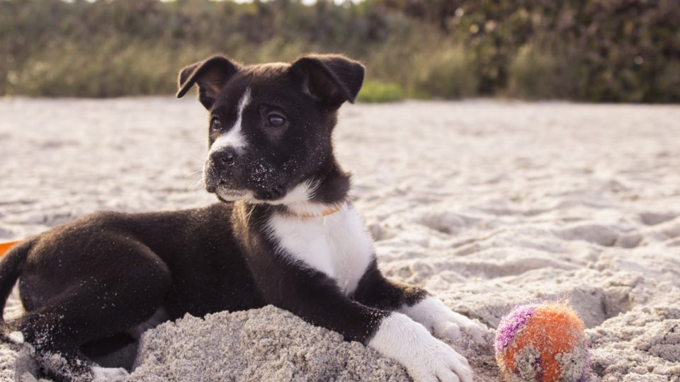 Hund liegt im Sand und hat wachsam die Ohren gespitzt