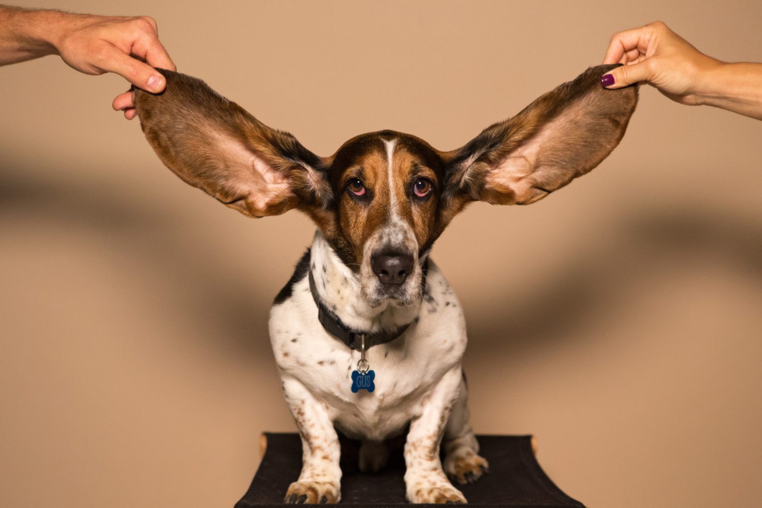 Hund mit großen Ohren Podcast Storytelling 