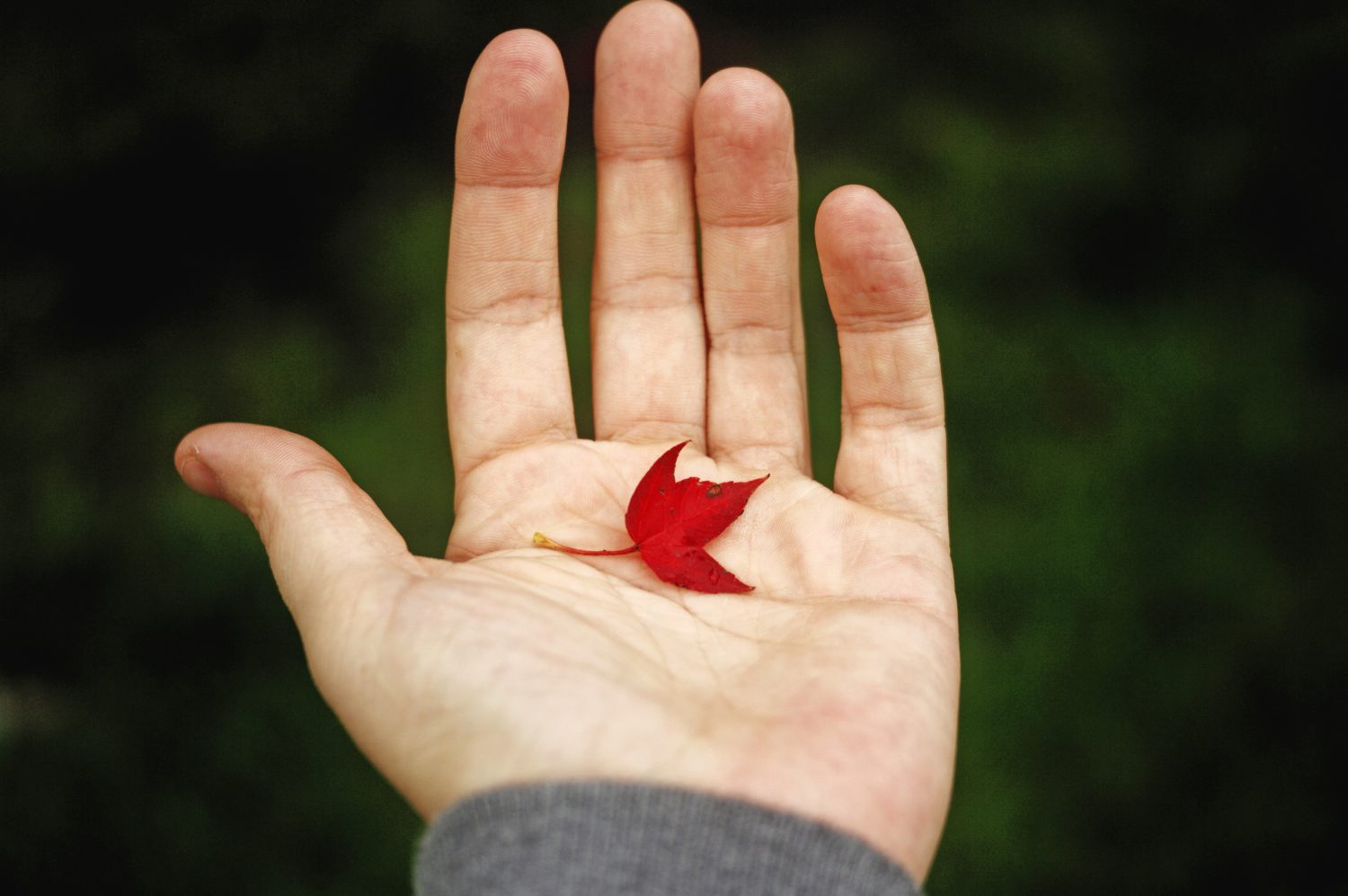 One hand holds a small leaf 