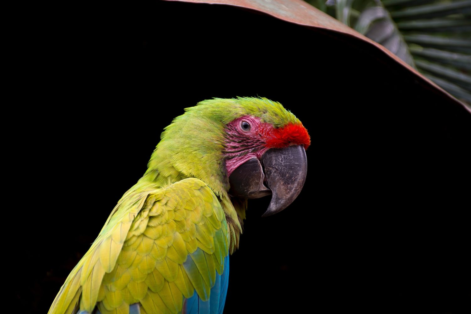 Bunter Papagei