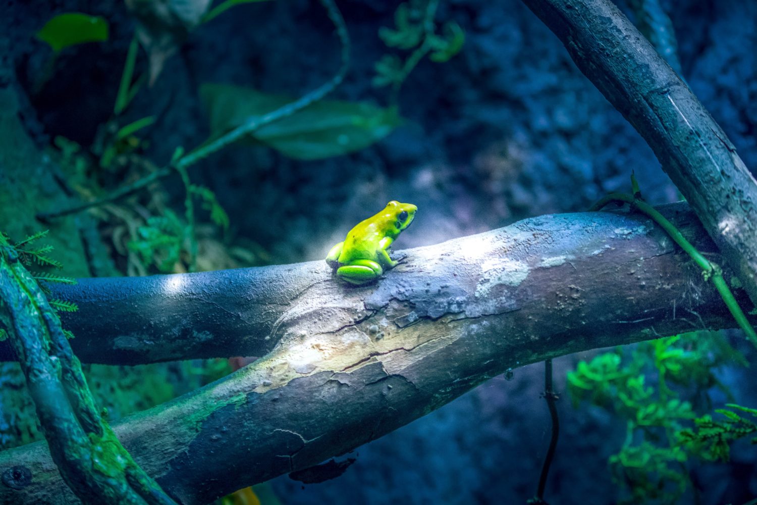 Ein grüner Frosch auf einem Ast im Wald.