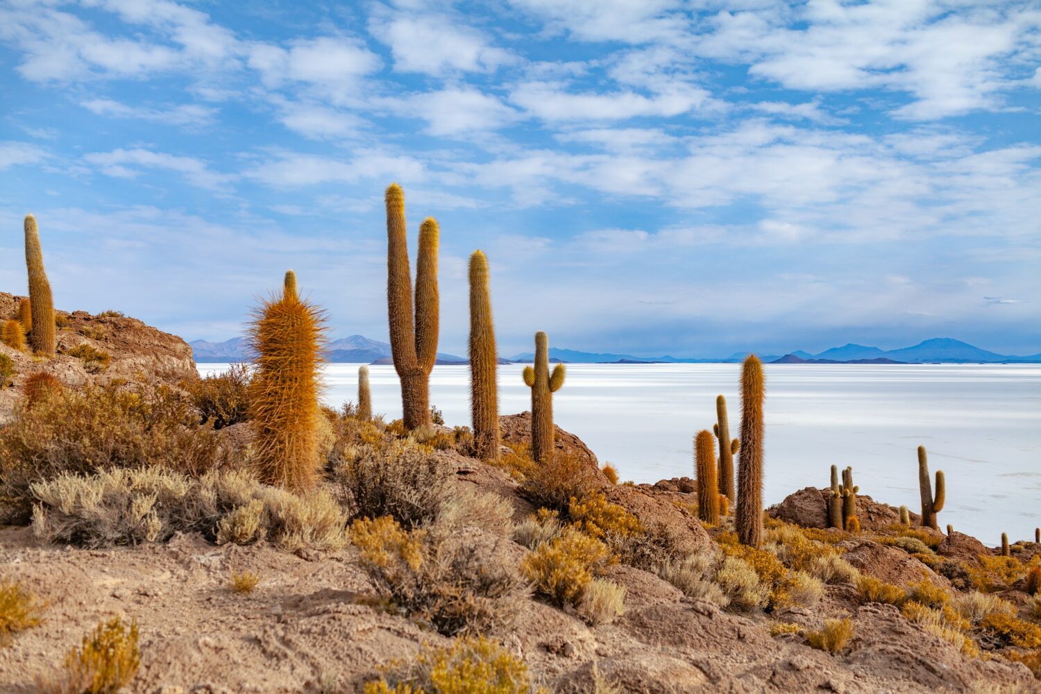 Kakteen auf der Salzwüste Uyuní in Bolivien