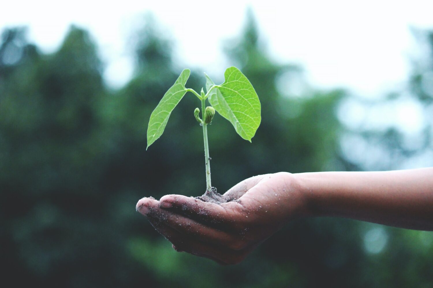 Hand holds plant. Symbolizes value sustainability
