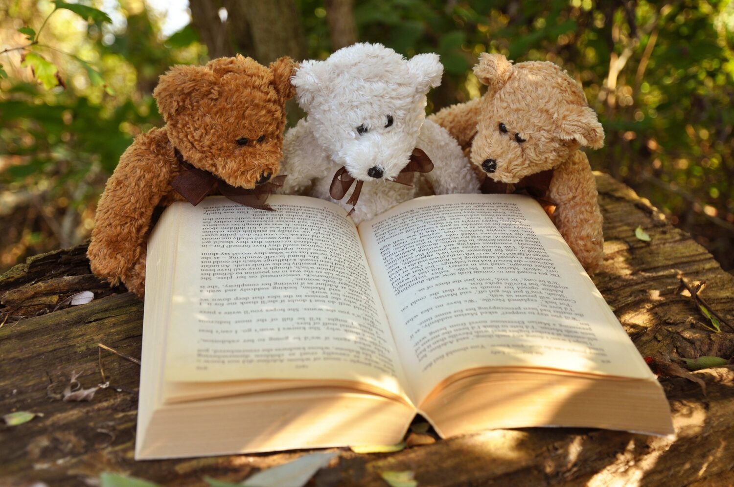 Teddys schauen in ein Buch