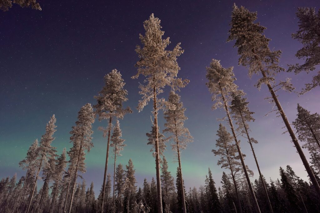 Mystischer Wald in Finnland